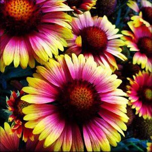 The Power of the Flower